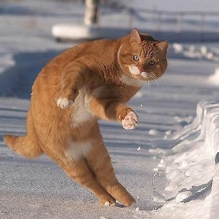cat3.jpg